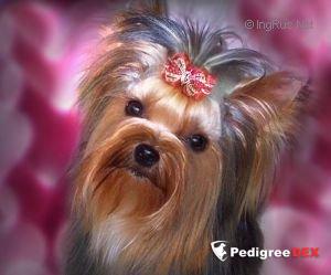 HYPER SUPER GIRL DU PETIT LAC SAINT JAMES — Labaza DogPedigree YorkshireTerrier